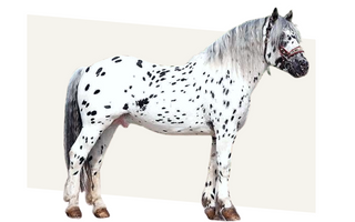 spotted-horse-breeds