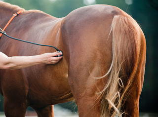 Horse ulcer symptoms under saddle