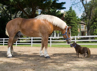 the falabella horse breed