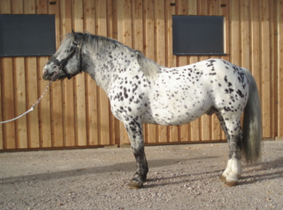 noriker-horse