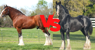 shire-vs-clydesdale-horse